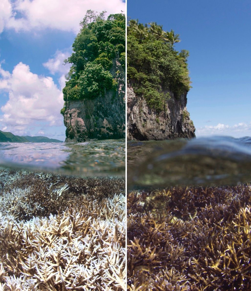 Over-under split frame — bleached white coral beside healthy coral at the same reef